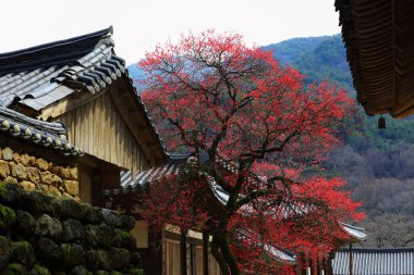 Kore 'deki Gurye Hwaeomsa Tapınağı' nın bahar manzarası.