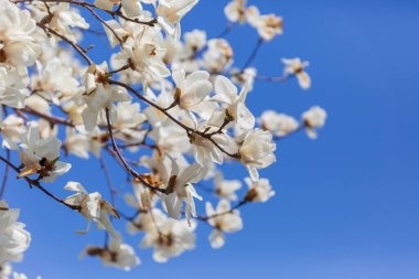 Manolya çiçeklerinin açtığı bir manzara