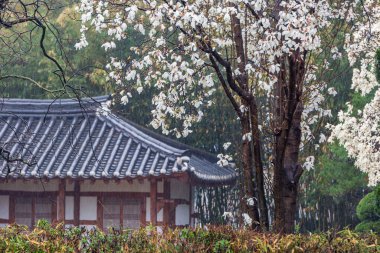 Manolya çiçeklerinin açtığı bir manzara