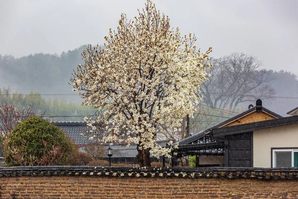 Manolya Çiçeklerinin Açtığı Bir Manzara — Stok fotoğraf