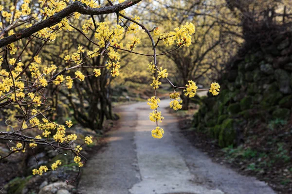 Kore Deki Gurye Dağı Köyü Nün Bahar Manzarası Sansuyu Çiçekleri — Stok fotoğraf