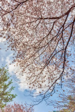 Kore 'nin güzel yolu boyunca kiraz çiçekleri açtı.