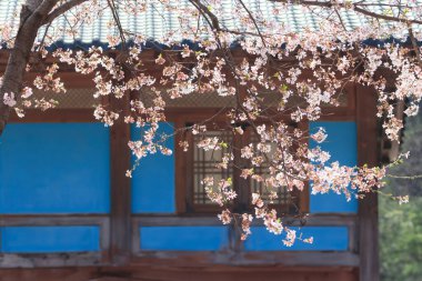 Geleneksel Kore tapınaklarının bahar manzarası. Kiraz çiçekleri uçuşuyor.