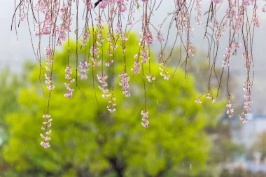 Kore 'nin güzel yolu boyunca kiraz çiçekleri açtı.