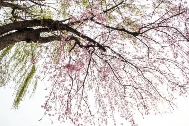 Kore 'nin güzel yolu boyunca kiraz çiçekleri açtı.