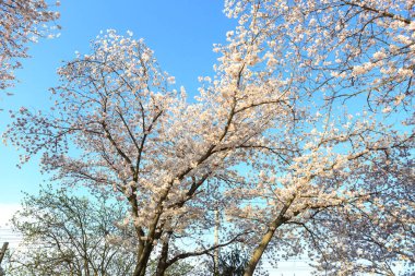 Kore 'nin güzel yolu boyunca kiraz çiçekleri açtı.