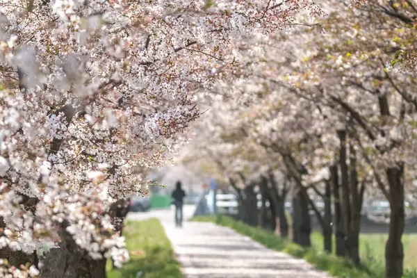 Kore Nin Güzel Yolu Boyunca Kiraz Çiçekleri Açtı — Stok fotoğraf