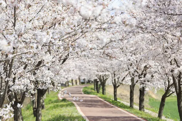 Kore Nin Güzel Yolu Boyunca Kiraz Çiçekleri Açtı — Stok fotoğraf