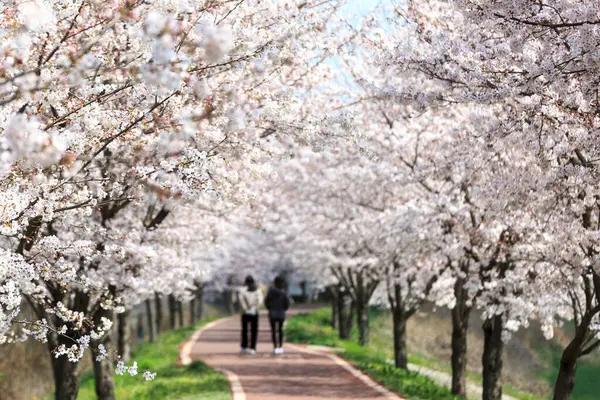 cherry blossom along the beautiful road in korea