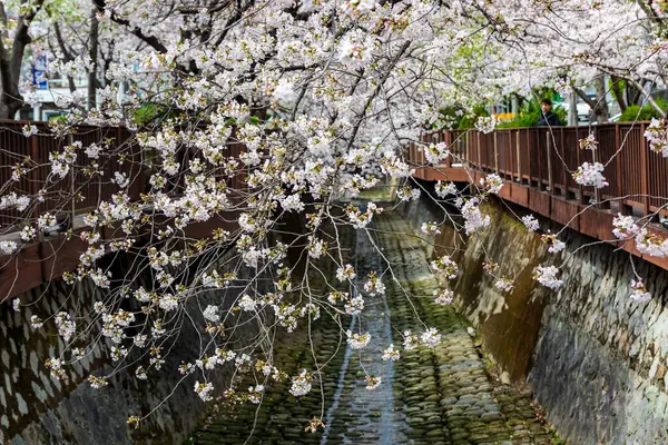 樱花在韩国美丽的道路上绽放 — 图库照片