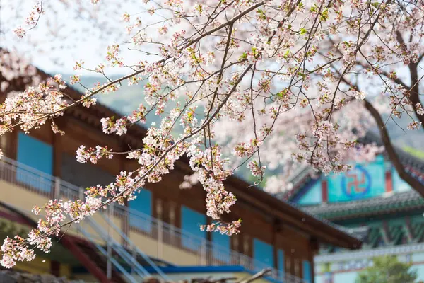 Geleneksel Kore Tapınaklarının Bahar Manzarası Kiraz Çiçekleri Uçuşuyor — Stok fotoğraf