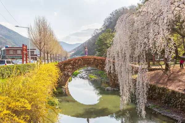 Kore 'nin güzel yolu boyunca kiraz çiçekleri açtı.