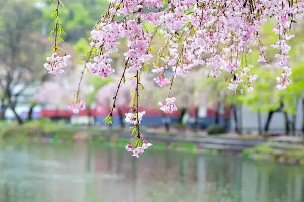 樱花在韩国美丽的道路上绽放 — 图库照片