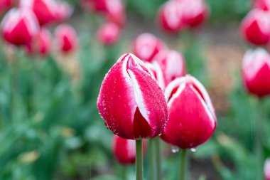 Kore 'nin Nakdong Nehri' ndeki lalelerin açtığı bahar manzarası.