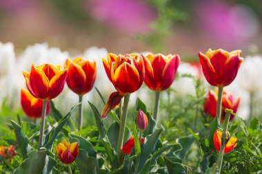 Kore 'nin Nakdong Nehri' ndeki lalelerin açtığı bahar manzarası.