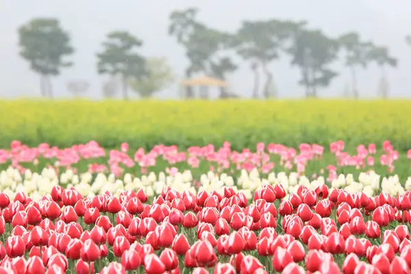 Spring scenery of fields along Korea\'s Nakdong River with tulips blooming