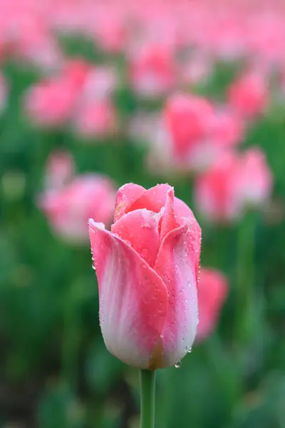 Kore 'nin Nakdong Nehri' ndeki lalelerin açtığı bahar manzarası.