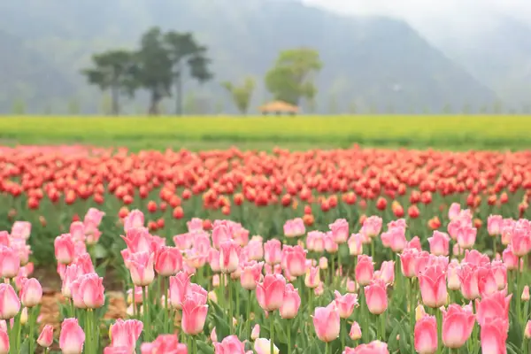 Kore 'nin Nakdong Nehri' ndeki lalelerin açtığı bahar manzarası.