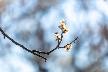 Çiçek açmış erik çiçeklerinin manzarası.