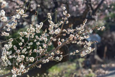 Çiçek açmış erik çiçeklerinin manzarası.