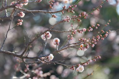 Çiçek açmış erik çiçeklerinin manzarası.