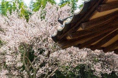 Hanok çitleri ve erik çiçekleriyle bahar manzarası