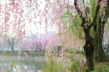 Kore, Changnyeong 'daki Yeonji göletinin bahar manzarası.