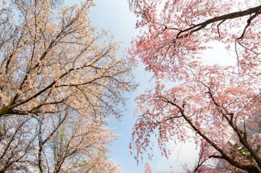 Kore, Changnyeong 'daki Yeonji göletinin bahar manzarası.