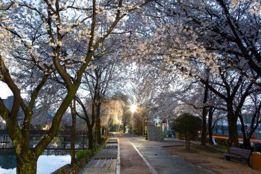 Kore, Changnyeong 'daki Yeonji göletinin bahar manzarası.