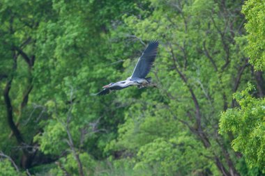 Upo Bataklığı, Changnyeong-gun, Kore