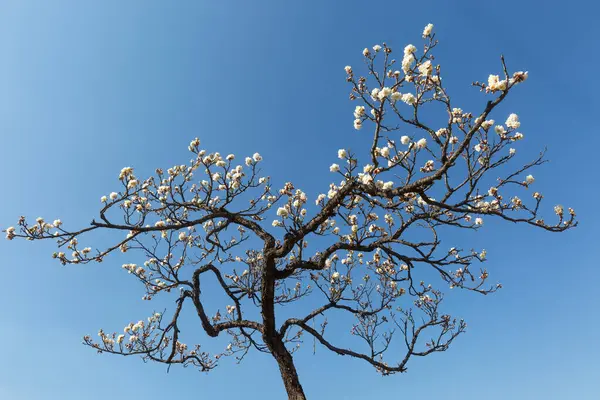 Çiçek açmış erik çiçeklerinin manzarası.