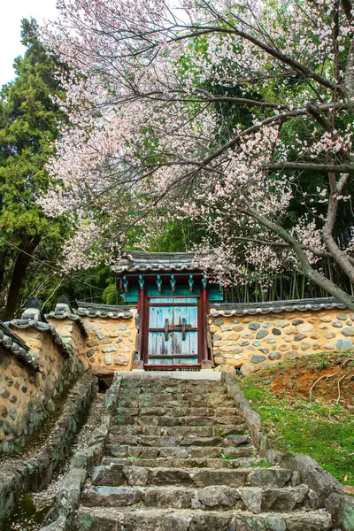 Hanok çitleri ve erik çiçekleriyle bahar manzarası