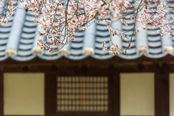 stock image Spring scenery with hanok fence and plum blossoms