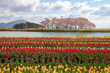 Kore 'nin Nakdong Nehri' ndeki lalelerin açtığı bahar manzarası.
