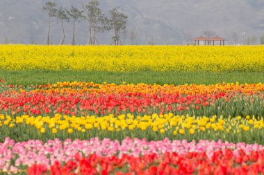 Kore 'nin Nakdong Nehri' ndeki lalelerin açtığı bahar manzarası.