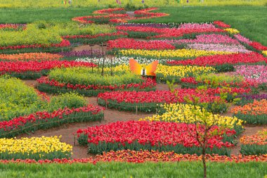 Kore 'nin Nakdong Nehri' ndeki lalelerin açtığı bahar manzarası.