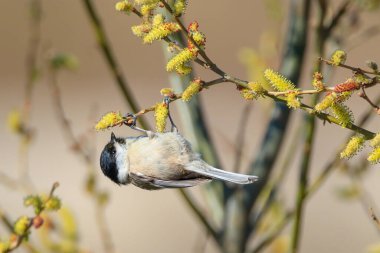 Yumuşak söğüt tomurcukları olan dallar
