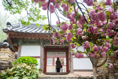 Suncheon, Kore 'deki Seonamsa Tapınağı' nın bahar manzarası. Çifte kiraz çiçeklerinin açtığı yer.