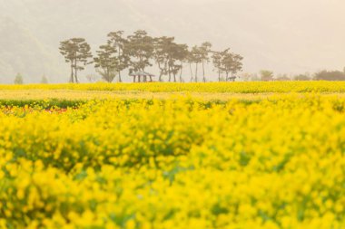 Kore 'deki Nakdonggang Nehri kanola tarlalarının bahar manzarası.
