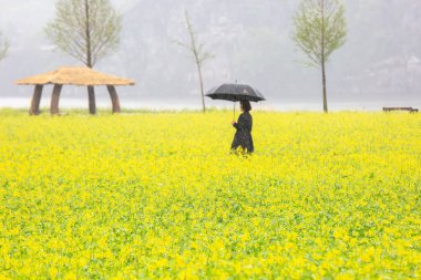 Kore 'deki Nakdonggang Nehri kanola tarlalarının bahar manzarası.