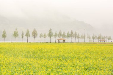 Kore 'deki Nakdonggang Nehri kanola tarlalarının bahar manzarası.