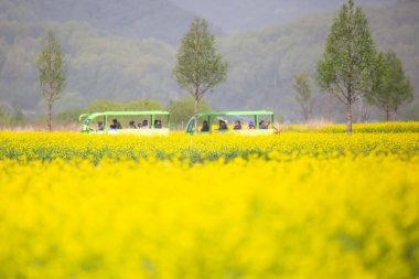 Kore 'deki Nakdonggang Nehri kanola tarlalarının bahar manzarası.