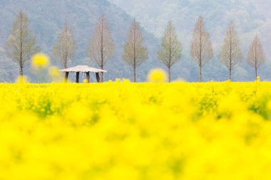 Kore 'deki Nakdonggang Nehri kanola tarlalarının bahar manzarası.