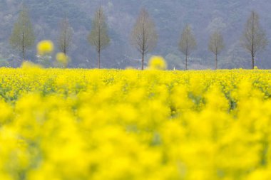 Kore 'deki Nakdonggang Nehri kanola tarlalarının bahar manzarası.