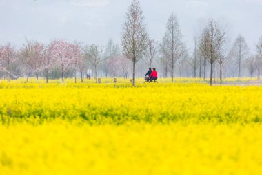 Kore 'deki Nakdonggang Nehri kanola tarlalarının bahar manzarası.