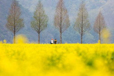 Kore 'deki Nakdonggang Nehri kanola tarlalarının bahar manzarası.