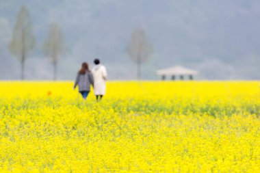 Kore 'deki Nakdonggang Nehri kanola tarlalarının bahar manzarası.