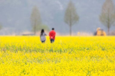 Kore 'deki Nakdonggang Nehri kanola tarlalarının bahar manzarası.