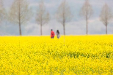 Kore 'deki Nakdonggang Nehri kanola tarlalarının bahar manzarası.