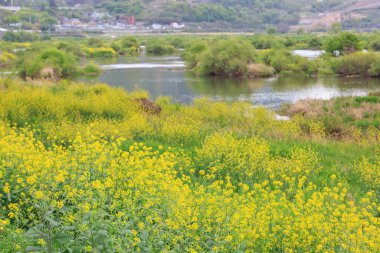 Kore 'deki Nakdonggang Nehri kanola tarlalarının bahar manzarası.